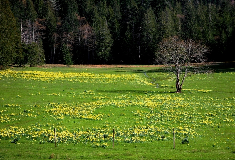 field of daffodils