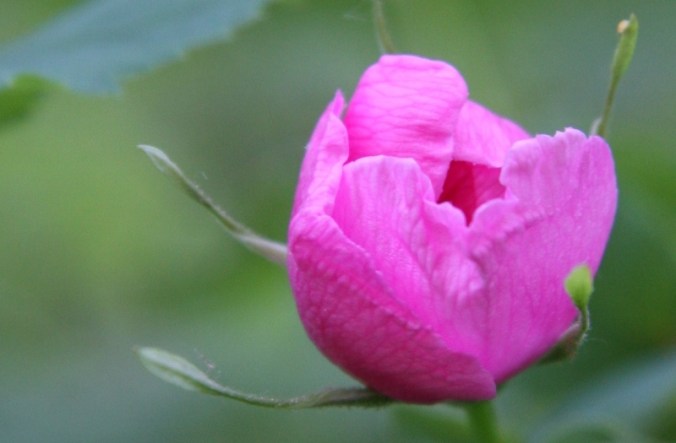 budding possibilities