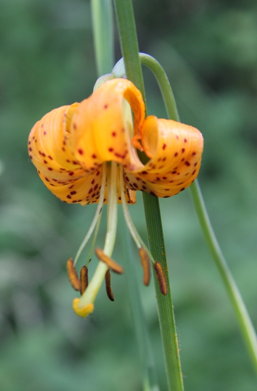 each day is precious