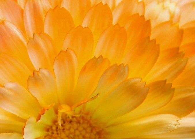 sun kissed calendula IMG_1143