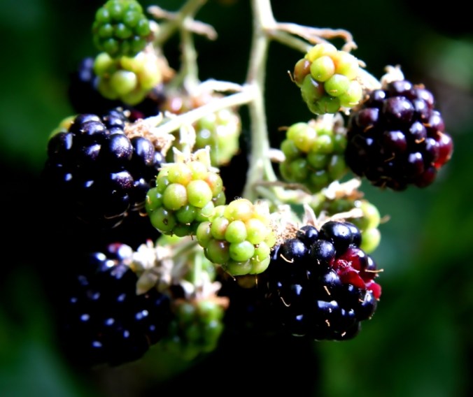 blackberries one ripe by Terrill Welch