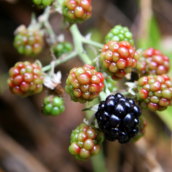 blackberries by Terrill Welch