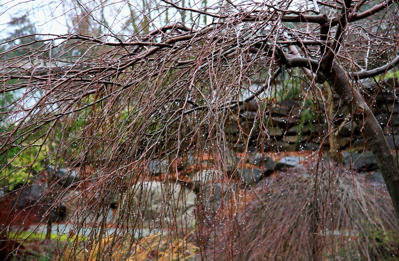 rainy day tree by Terrill Welch