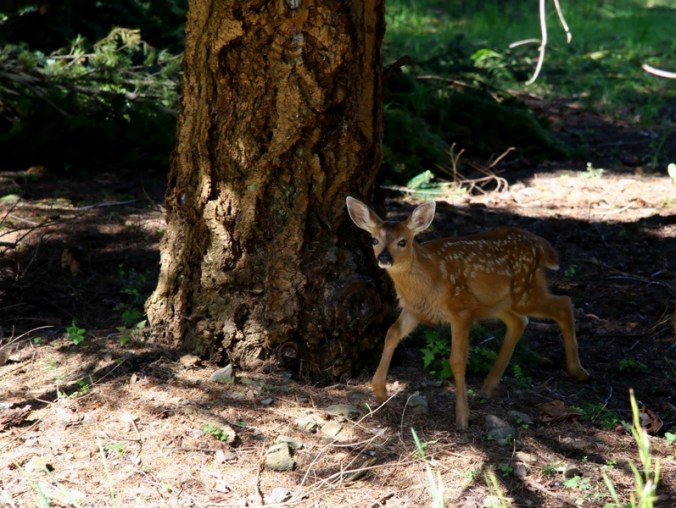 first fawn 2011 IMG_1405 by Terrill Welch