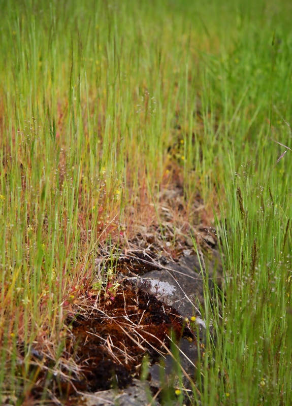 summer painterly IMG_1396 by Terrill Welch