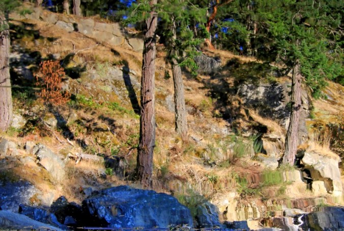 a forest may not always be as it first appears by Terrill Welch IMG_6157