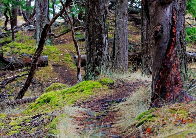 leaving through the woods by Terrill Welch IMG_7299