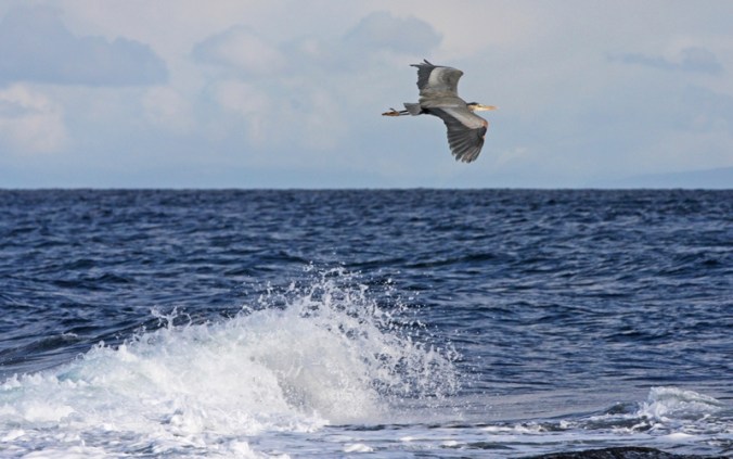 Great Blue Heron in flight over sea by Terrill Welch IMG_6398