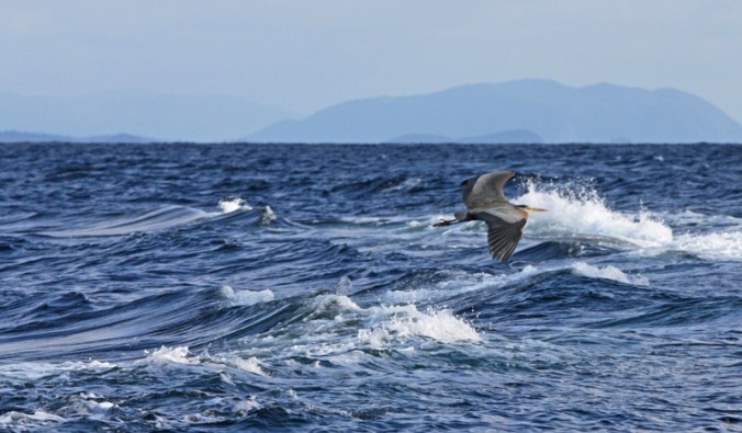 Great Blue Heron flight over the surf by Terrill Welch IMG_6401