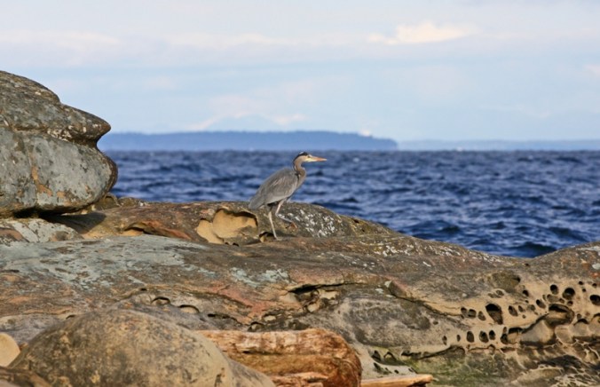 Great Blue Heron Reef Bay by Terrill Welch IMG_6383