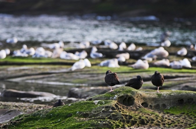 Oyster Catchers by Terrill Welch IMG_6777