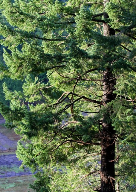 greetings fir tree by Terrill Welch 2012_12_02 011