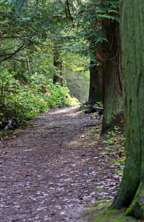 an ordinary morning path Mayne Island by Terrill Welch 2013_01_24 010