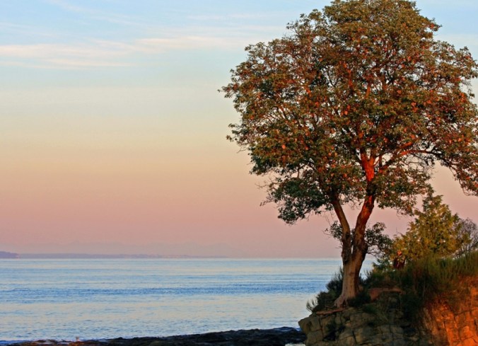 The Arbutus Tree by Terrill Welch 2012_11_10 036