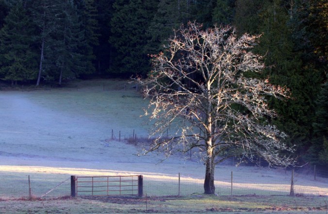 tree by the gate  by Terrill Welch 2013_01_25 067