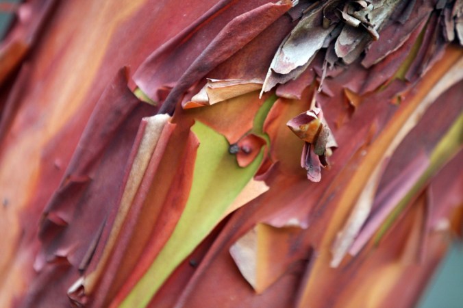 Arbutus bark natural design by Terrill Welch 2013_02_25 147