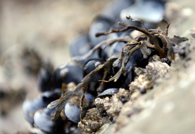 mussels and seaweed by Terrill Welch 2013_02_01 248