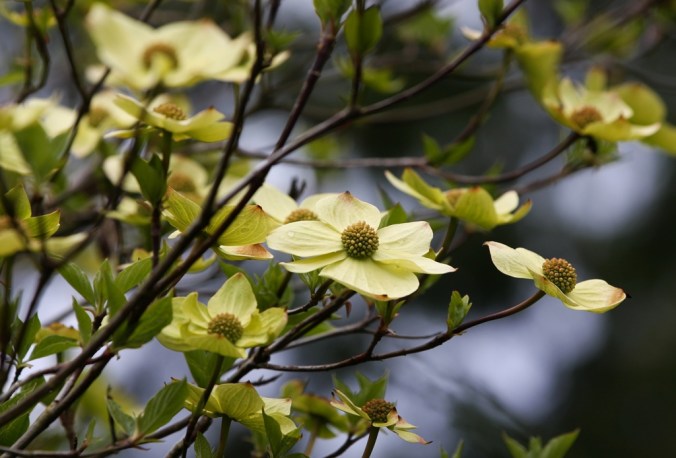 Pacific Dogwood Cornus nuttallii by Terrill Welch 2013_04_19 083