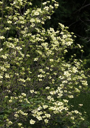 Pacific Dogwood small tree or shrub by Terrill Welch 2013_04_19 067
