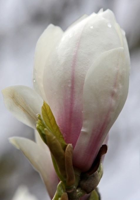 Plump Magnolia Petals by Terrill Welch 2013_04_07 087