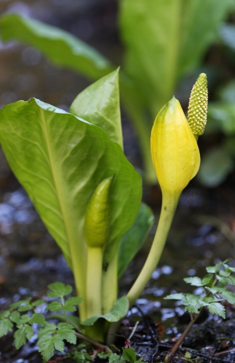 Skunk Cabbage by Terrill Welch 2013_03_23 392
