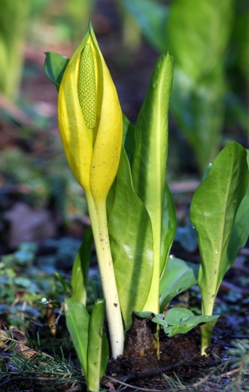 skunk cabbage early spring by Terrill Welch 2013_03_23 386