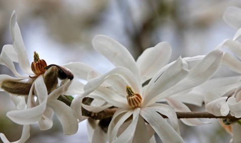 study in wihite star magnolia by Terrill Welch 2013_04_07 191