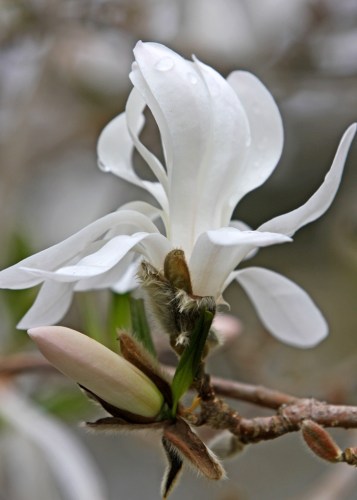 white as white by Terrill Welch 2013_04_07 130