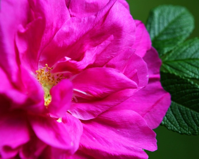 try by Terrill Welch 2013_06_09 016