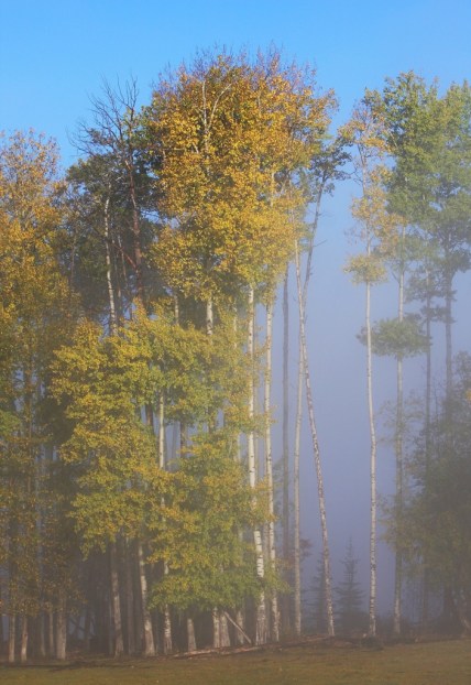 tall trees early autumn by Terrill Welch 2013_09_23 065