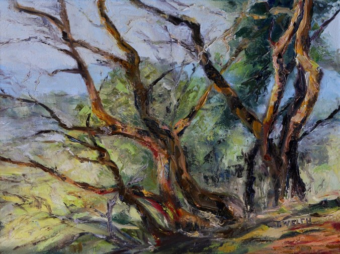 Arbutus on Mt. Park  12 x 16 inch oil on canvas by Terrill Welch 2013_10_26 059