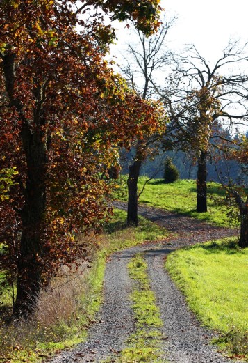 Country Farm Lane on Mayne Island by Terrill Welch 2013_10_13 157