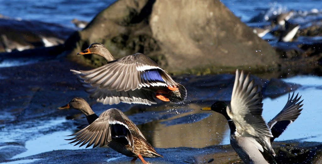 Mallard Surprise by Terrill Welch 2013_12_27 067