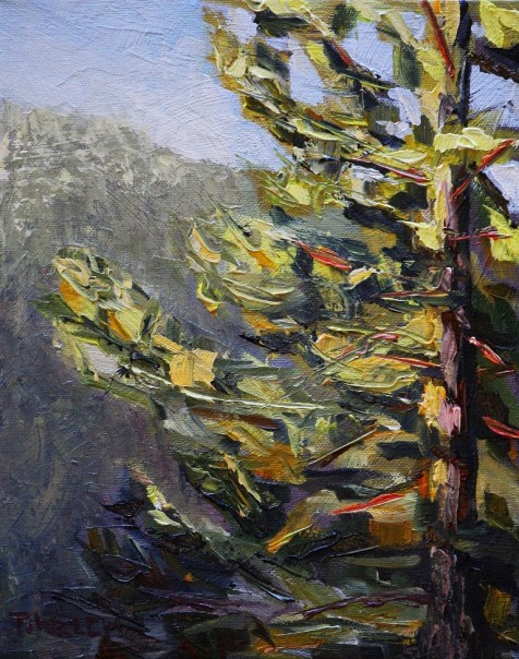 Morning Greets Fir Tree study 10 x 8 inch oil on canvas by Terrill Welch 2013_12_03 040