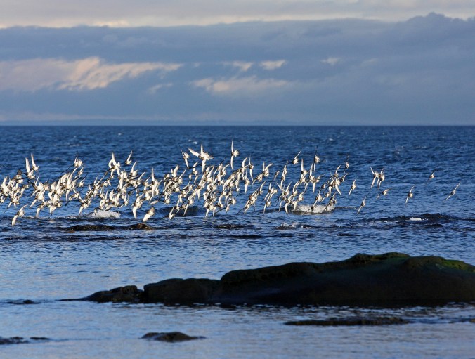 Surfbirds by Terrill Welch 2013_12_27 025