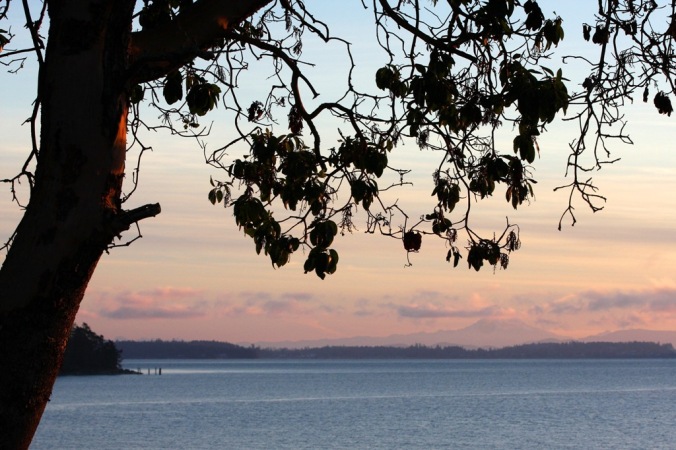 Mill Bay Sunrise under the Arbutus Tree by Terrill Welch 2014_01_05 045