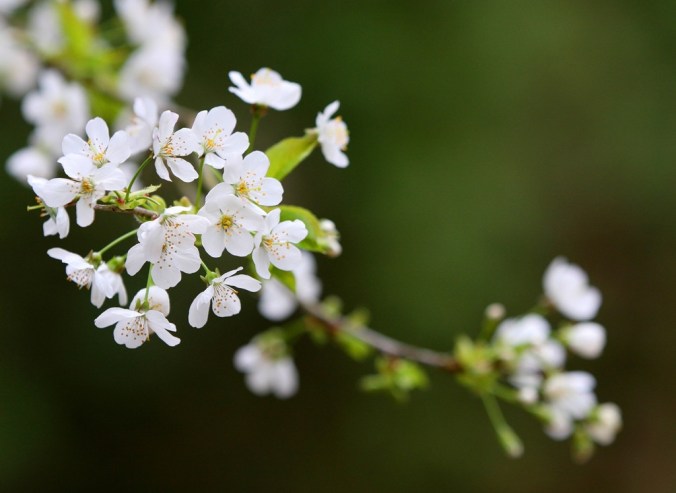 Blossoms in Black Park England by Terrill Welch 2014_04_04 056