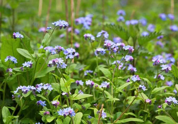 Forget-me-nots in Black Park by Terrill Welch 2014_04_04 063