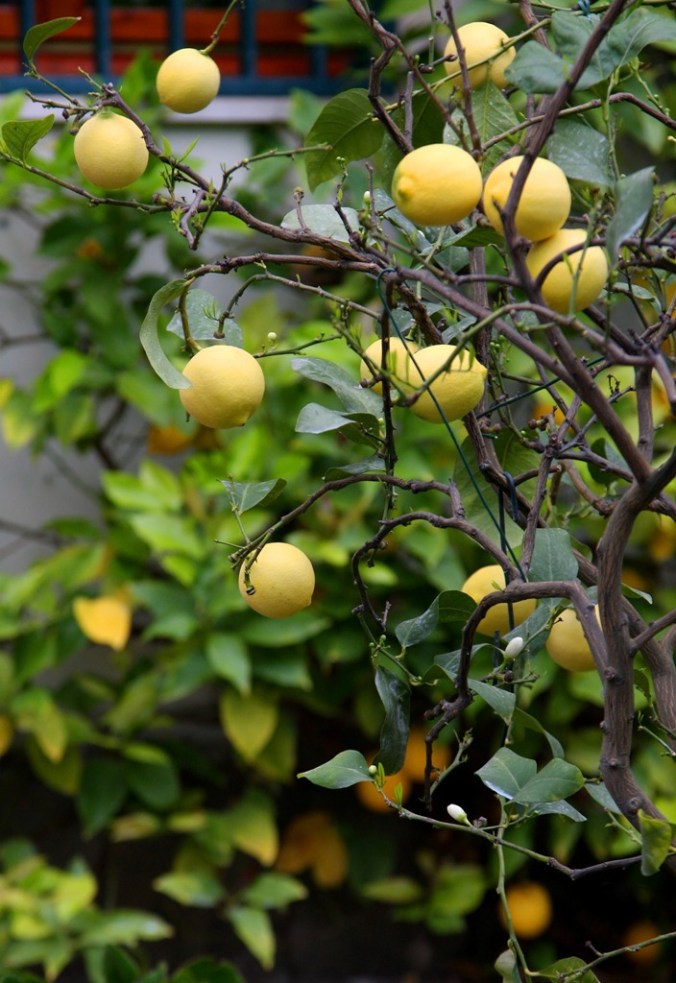front yard full of lemons by Terrill Welch 2014_04_25 065