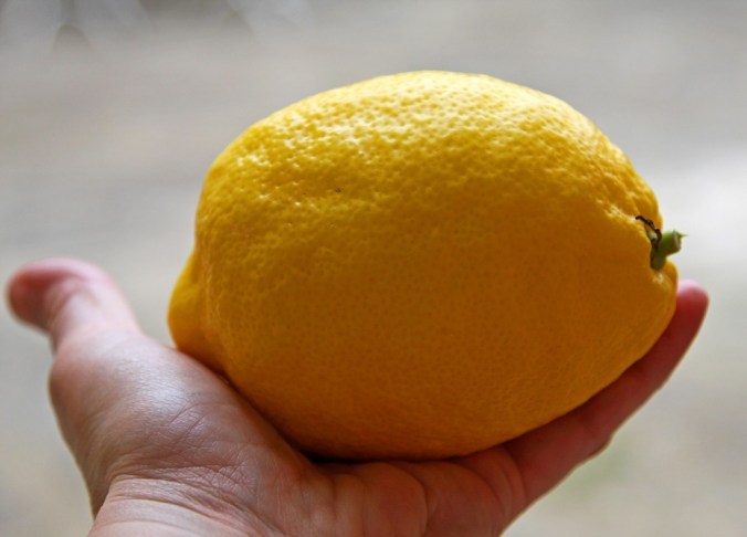 gift of a large lemon by Terrill Welch 2014_04_25 121