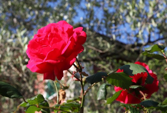 A rosy kinda morning by Terrill Welch 2014_05_08 057