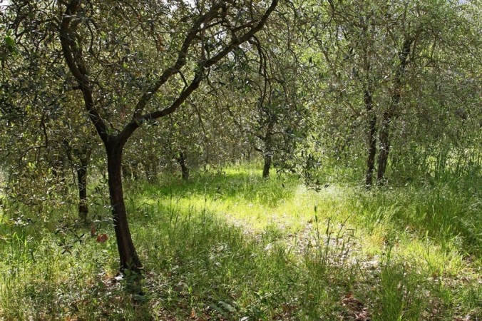 sun in olive tree grove  by Terrill Welch 2014_05_01 153
