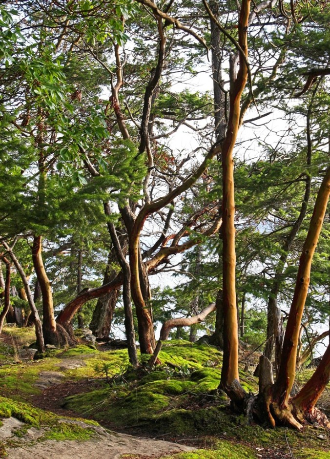 Mayne Island Christmas Arbutus Tree visit 2 by Terrill Welch 2014_12_25 010