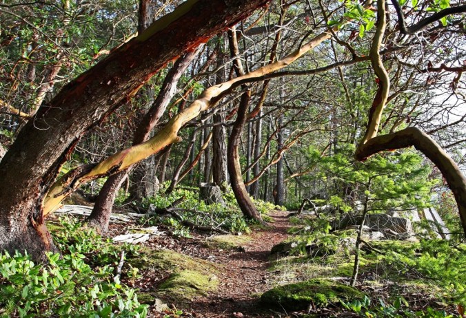 Mayne Island Christmas Arbutus Tree visit 4 by Terrill Welch 2014_12_25 029