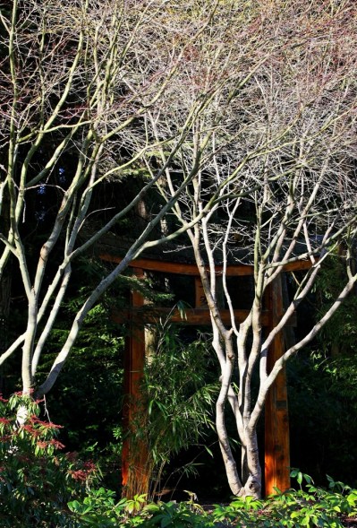 January sun in Mayne Island Japanese Garden by Terrill Welch 2015_01_15 028