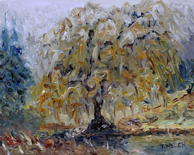 Mayne Island willow tree in winter fog still wet plein air acrylic sketch 8 x 10 inches by Terrill Welch 2015_01_07 046