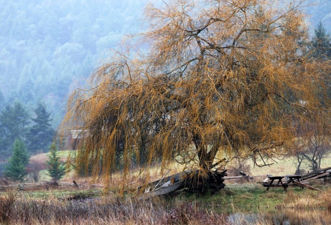 Mayne Island winter rain by the willow tree by Terrill Welch 2015_01_05 074