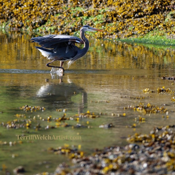 Blue Heron scaring up breakfast Reef Bay Mayne Island by Terrill Welch 2015_05_02 205