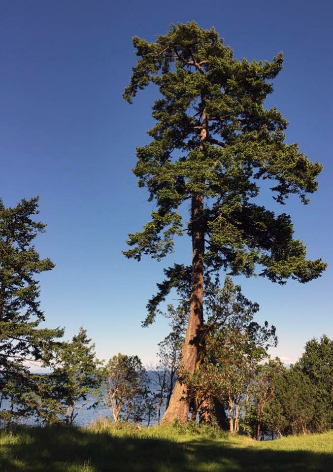 fir tree west coast curl by Terrill Welch iPhone