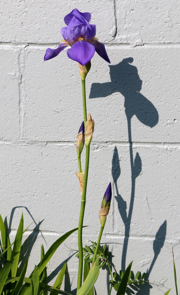 first iris standing tall and alone by the wall by Terrill Welch 2015_05_12 004